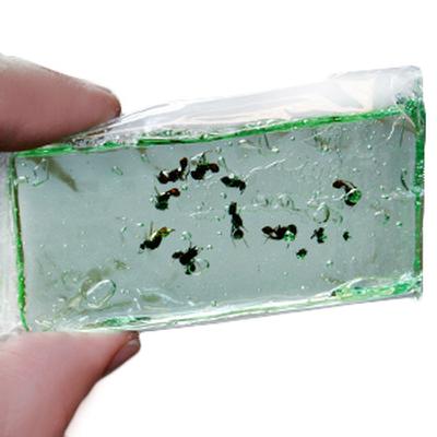 Click to get Ant Candy  Made With Real ants